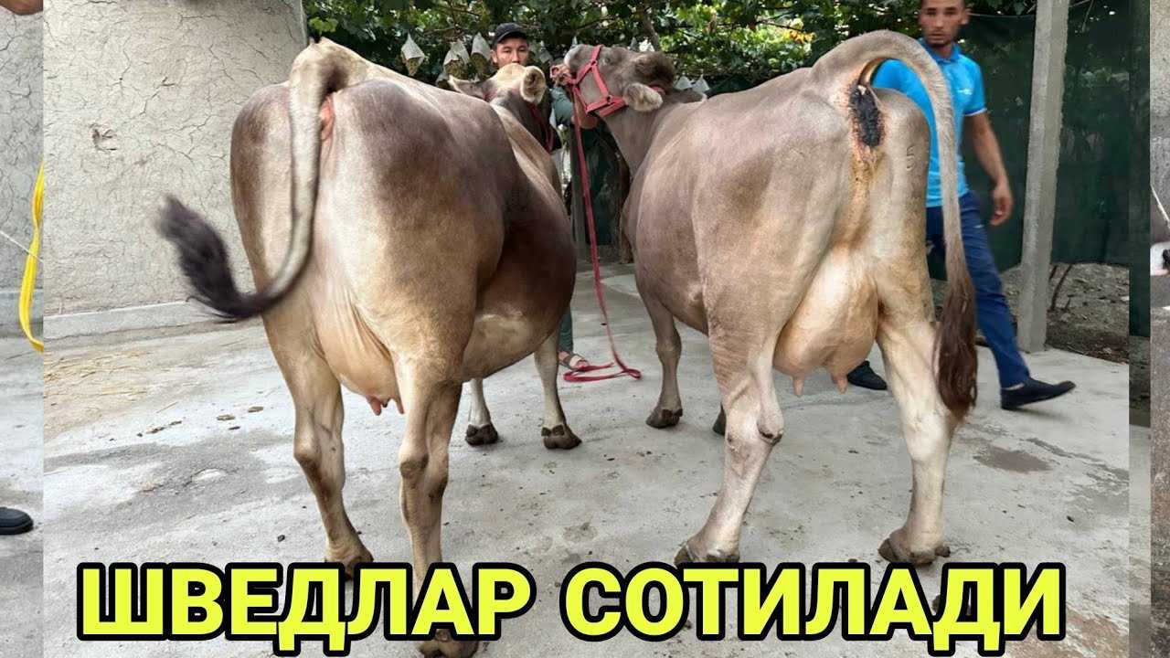 Номера телефонов, которые начинаются с +3. чей это код?