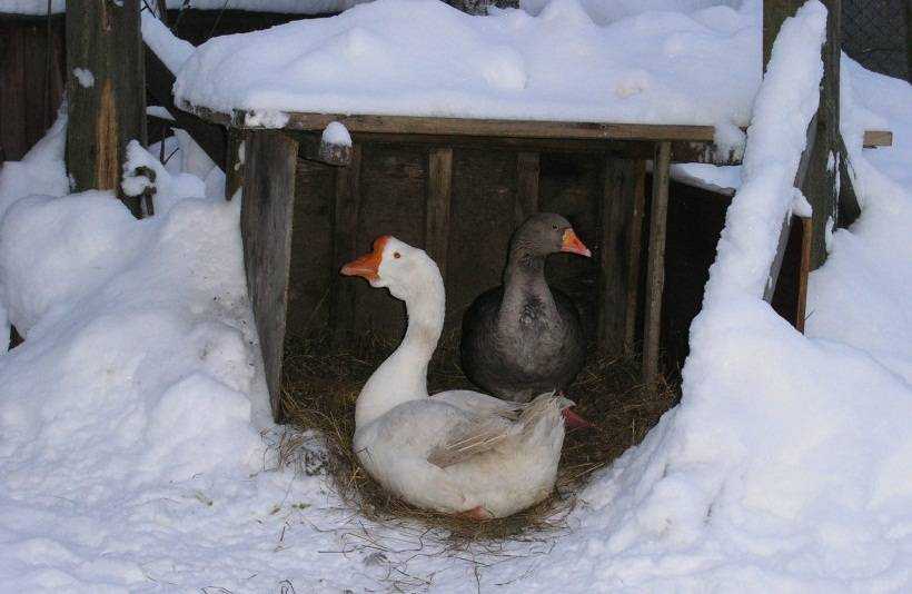 Desktop goose как настроить