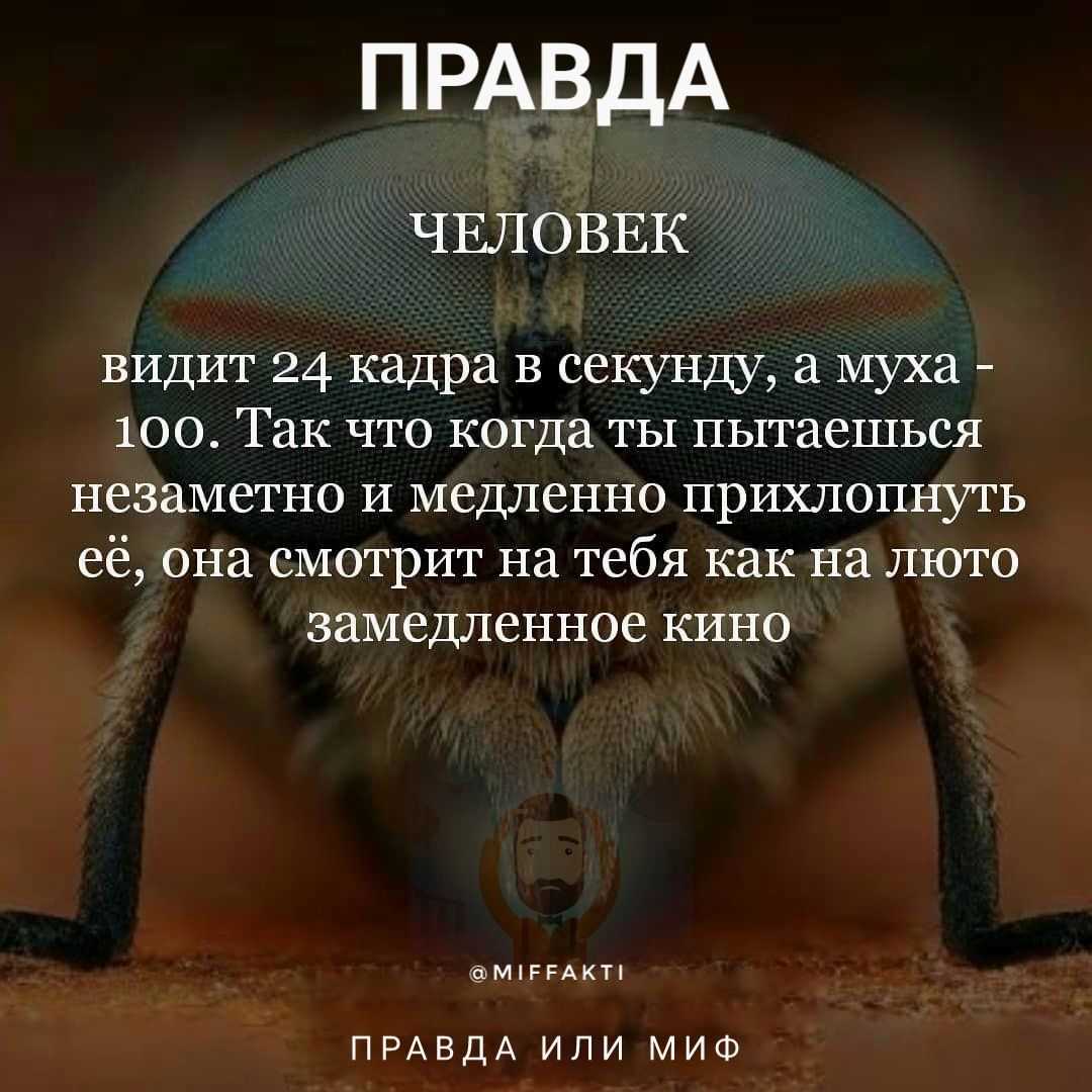 В чем разница между камерой и человеческим глазом?