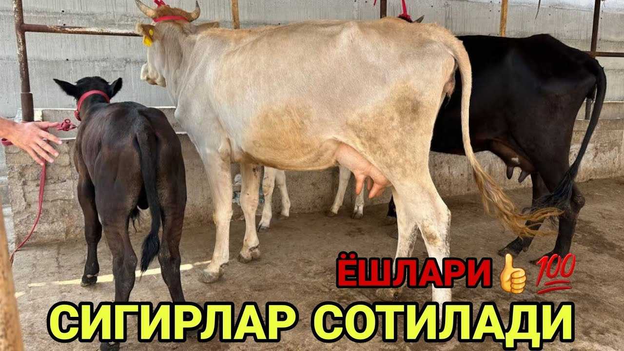 Номера телефонов +91 — какая страна и кто может звонить?