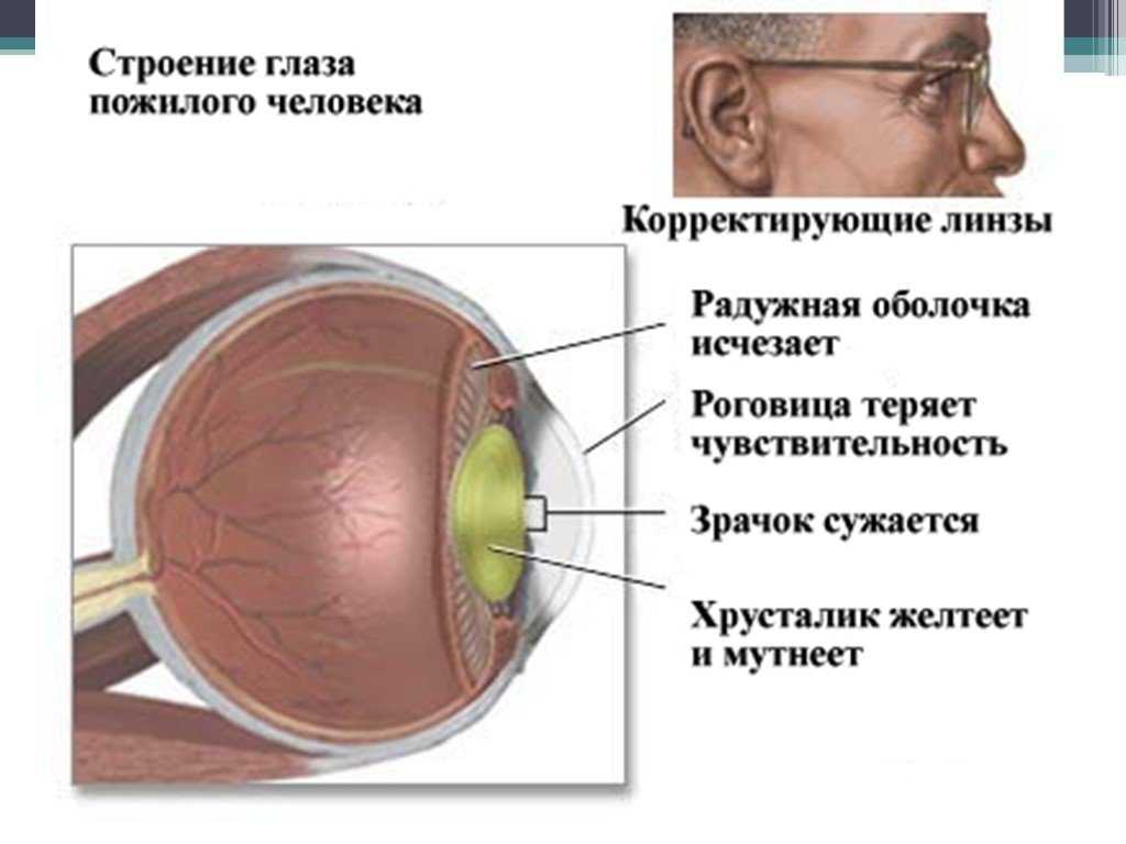 Зрение