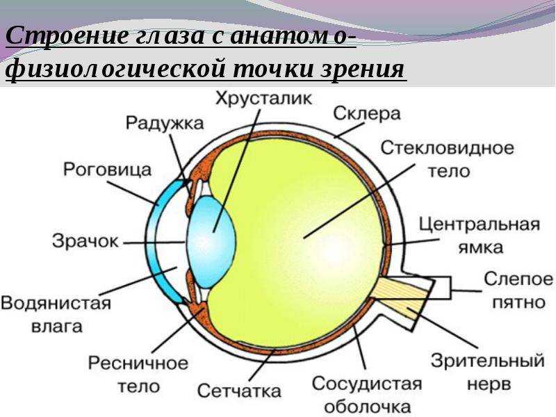 Зрение человека | наука | fandom