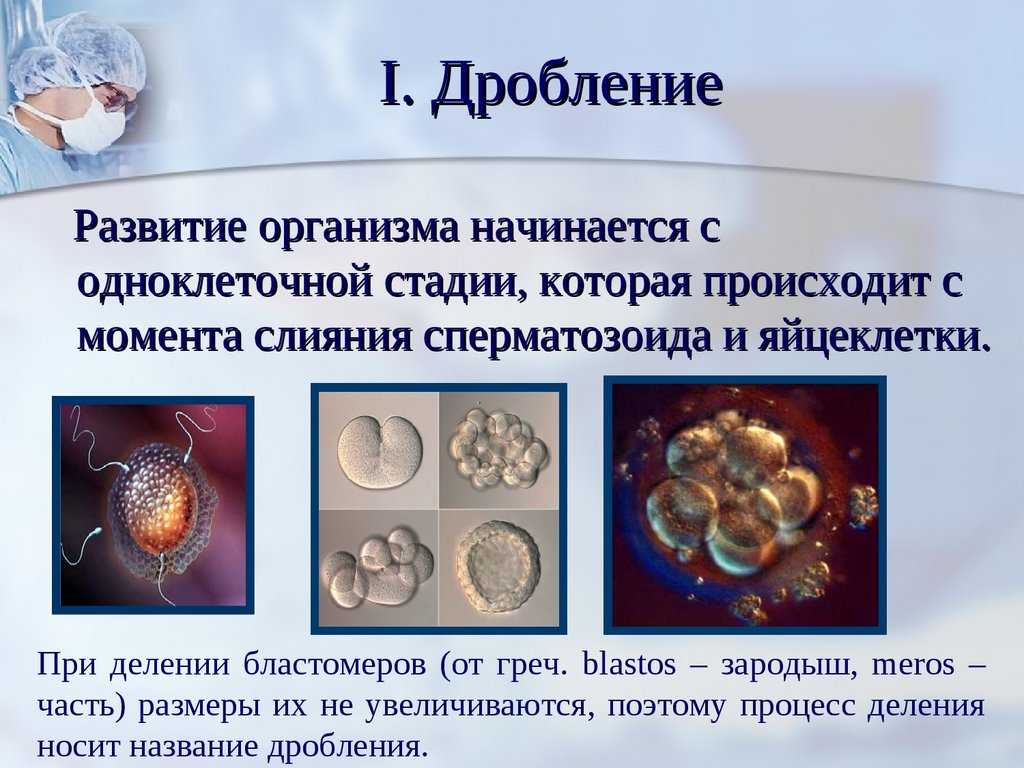 Размножение бактерии | справочник пестициды.ru