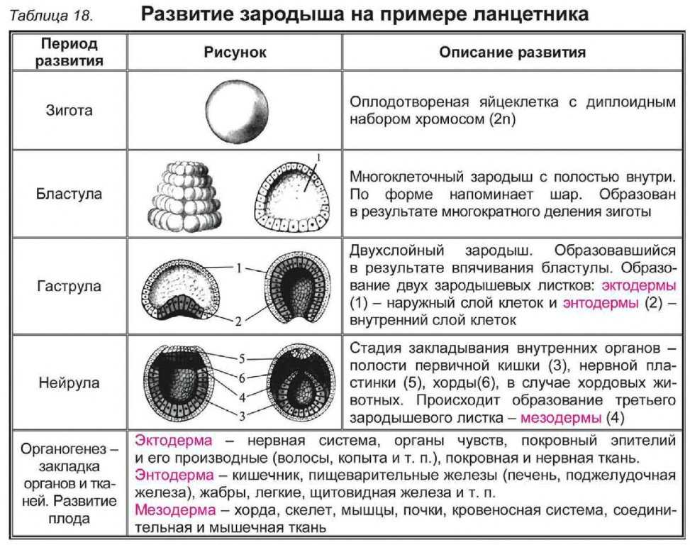 Урок 5: размножение растений - 100urokov.ru