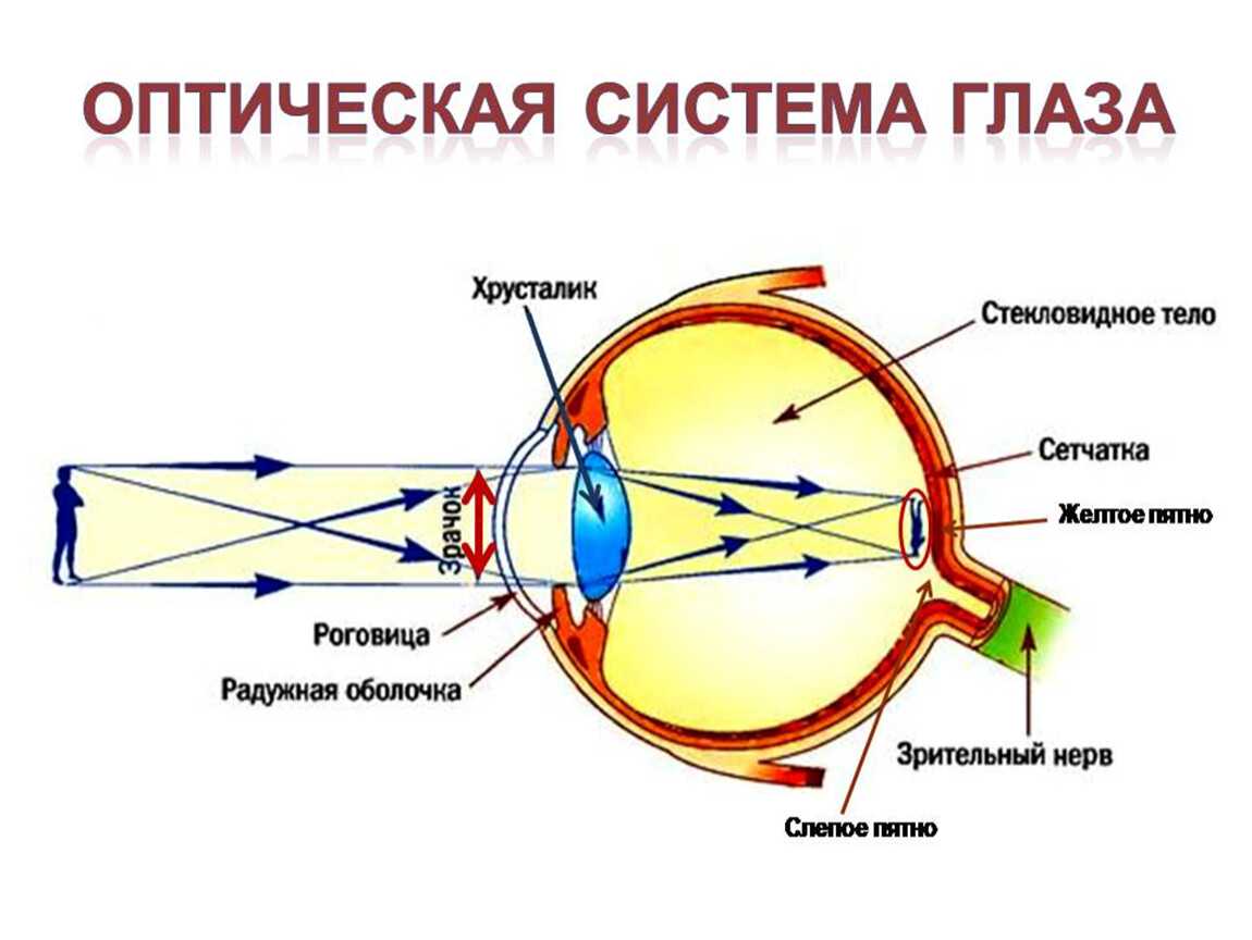Зрение человека — традиция